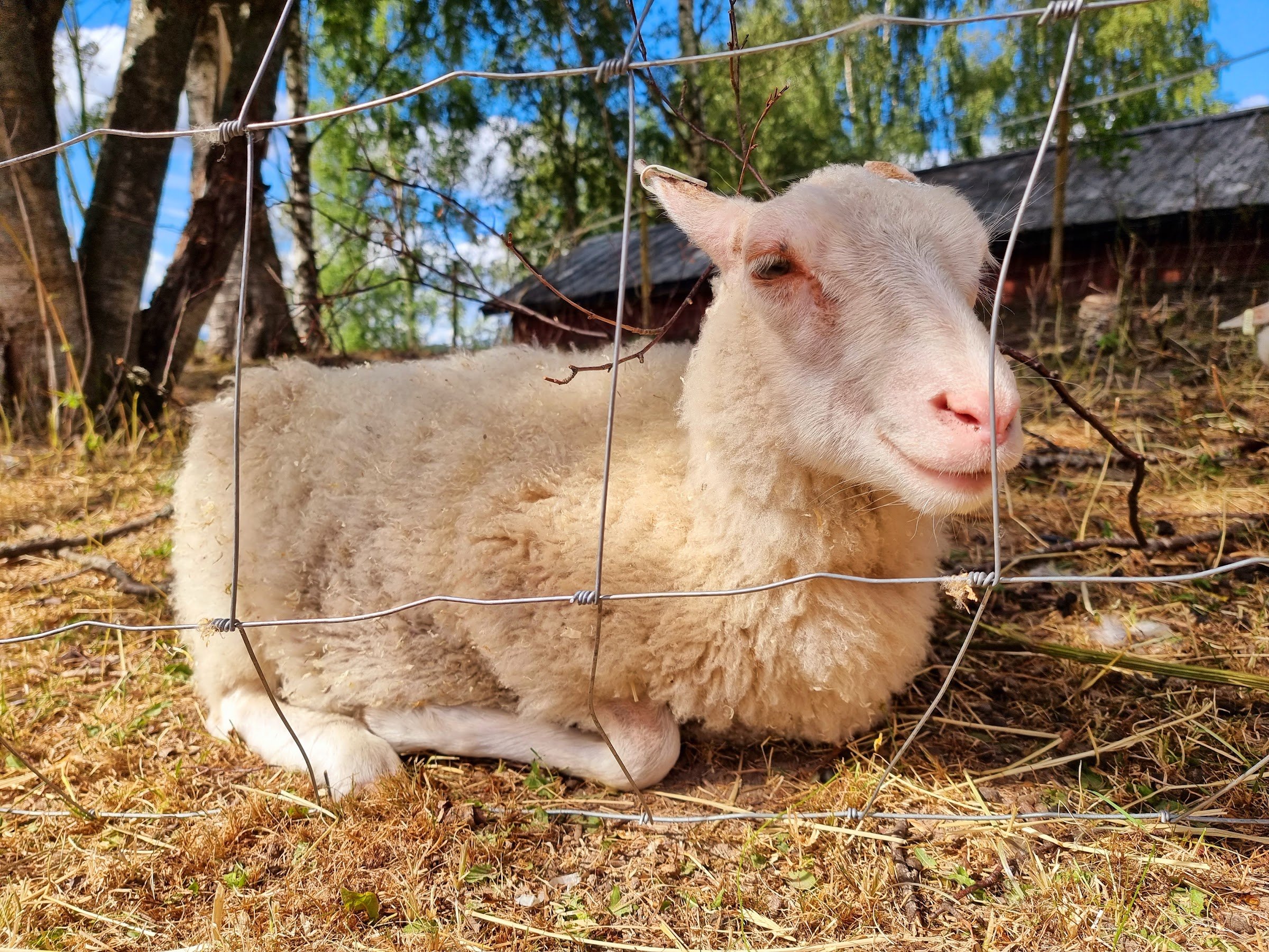 Kyrönniemi Farm Animal Yard